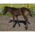 thumbnail image 1 of Print: Young Animals Are Everywhere In The Spring In Rural Alabama, 2010, 1 of 4