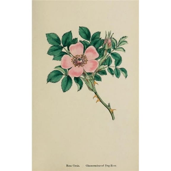 Printable Heaven English Botany 1863 Dog Rose Poster Print by James Sowerby - 18 x 24