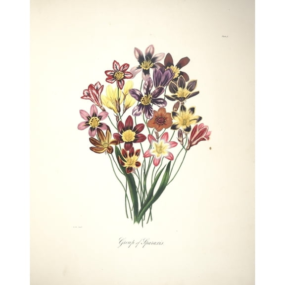 Printable Heaven PPHPDA66042 Flora of South Africa 1849 Sparaxis Poster Print by Arabella Roupell, 18 x 24