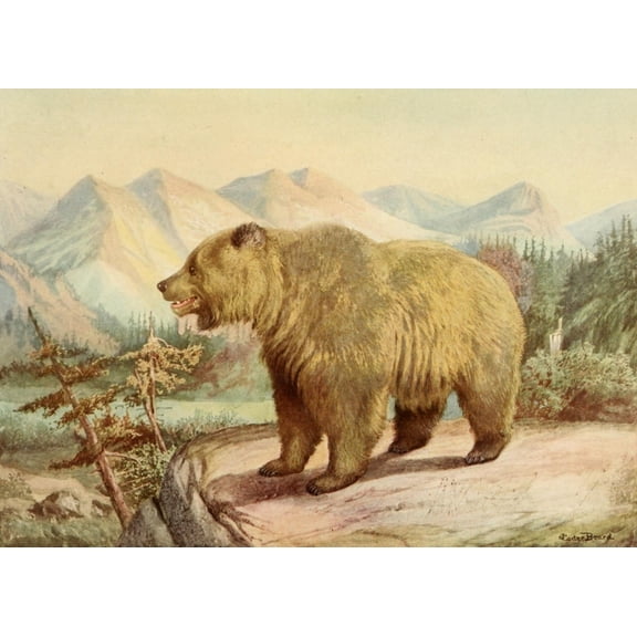 Printable Heaven PPHPDP84751 American Natural History 1914 Alaskan Brown Bear Poster Print by J. Carter-Beard, 18 x 24