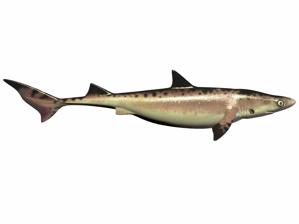 Priohybodus an extinct shark species from the Cretaceous Period Canvas Art - Corey FordStocktrek Images (33 x 25)
