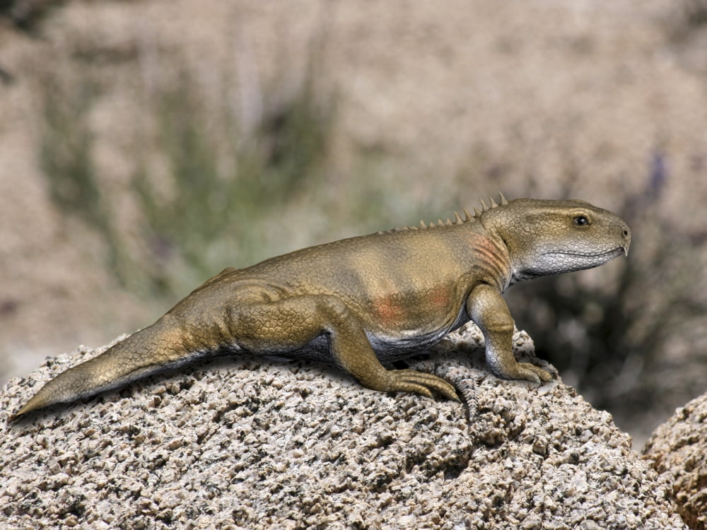 Priosphenodon is an extinct Rhynchocephalian from the Late Cretaceous Canvas Art - Nobumichi TamuraStocktrek Images (33 x 25)