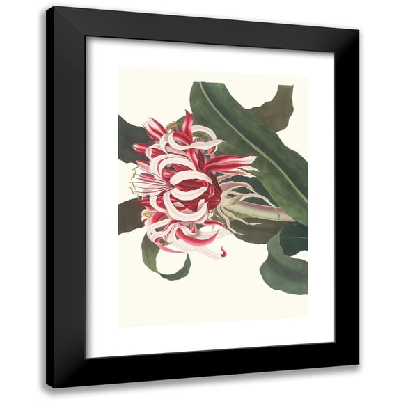 Priscilla Susan Bury 11x14 Black Modern Framed Museum Art Print Titled - Cringe Augustus. (Queen Emma) (1834)