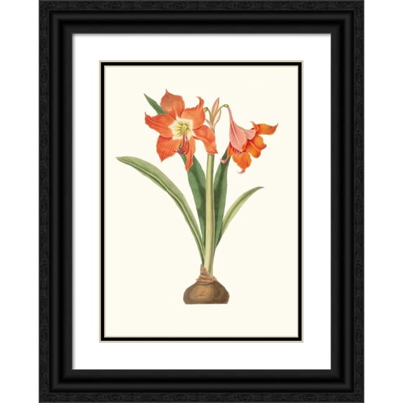Priscilla Susan Bury 14x18 Black Ornate Wood Framed Double Matted Museum Art Print Titled - Amaryllis Equestrian (Major) (1834)