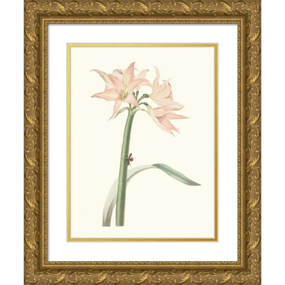 Priscilla Susan Bury 15x18 Gold Ornate Wood Frame and Double Matted Museum Art Print Titled - Amaryllis Dusty (1834)