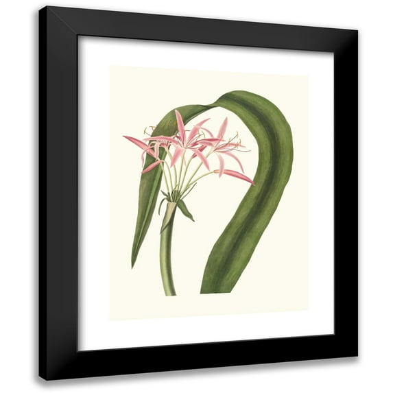 Priscilla Susan Bury 19x24 Black Modern Framed Museum Art Print Titled - Crinum (1834)