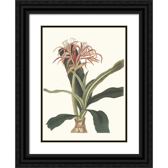 Priscilla Susan Bury 19x24 Black Ornate Framed Double Matted Museum Art Print Titled: Crossyne Hybrid, Peduneulata and Zeylan (1834)