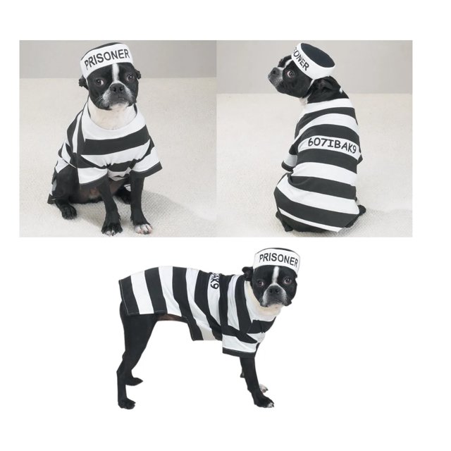 Best HD Pictures about  Prison Costume For Dogs  with No AI Images