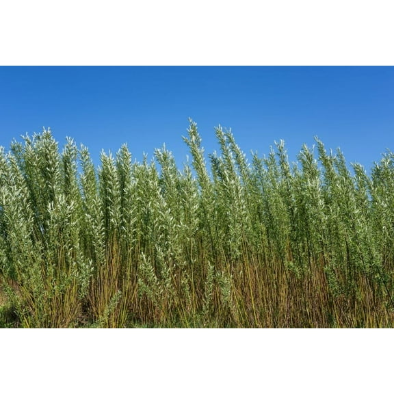 Privacy Trees for Planting | Fast Growing Aussie Willow | Grow a Natural Privacy Screening Hedge Fast (200 Feet, 75 Trees)