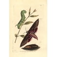 thumbnail image 1 of Privet Hawk Moth, Sphinx Ligustri Poster Print By ® Florilegius Mary Evans (18 X 24), 1 of 4