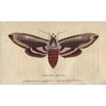 thumbnail image 1 of Privet Hawk Moth, Sphinx Ligustri Poster Print By ® Florilegius Mary Evans (36 X 24), 1 of 3