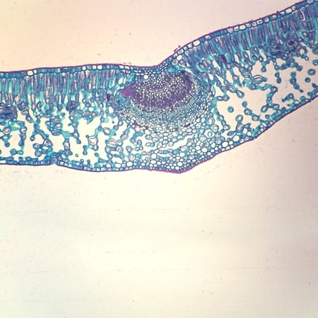 Privet Leaf, Prepared Microscope Slide, Cross-Section, 12 ?m