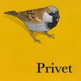 thumbnail image 1 of Privet, 1 of 1