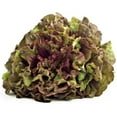 thumbnail image 1 of Prizehead Lettuce Seeds - 100 Count Seed Pack - Produces Luscious Slow Bolting Heads of Loose, Large Green Leaves with Curled Maroon Tips. - Country Creek LLC, 1 of 1