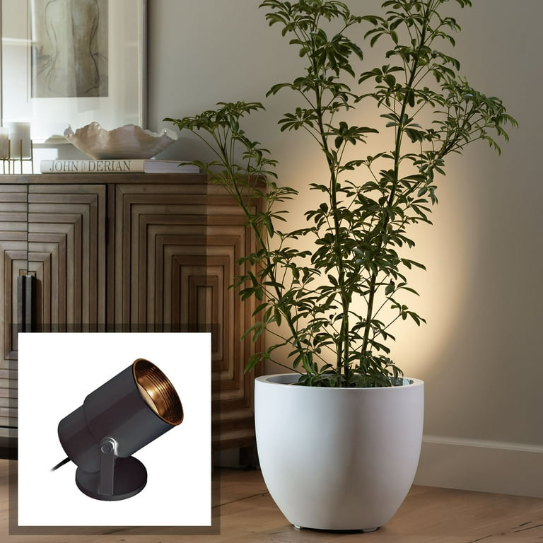 Plant sales uplight indoor