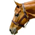 thumbnail image 1 of Pro-Trainer H301WB 1 in. Leather Halter Horse, Black - Oversize & Large, 1 of 1