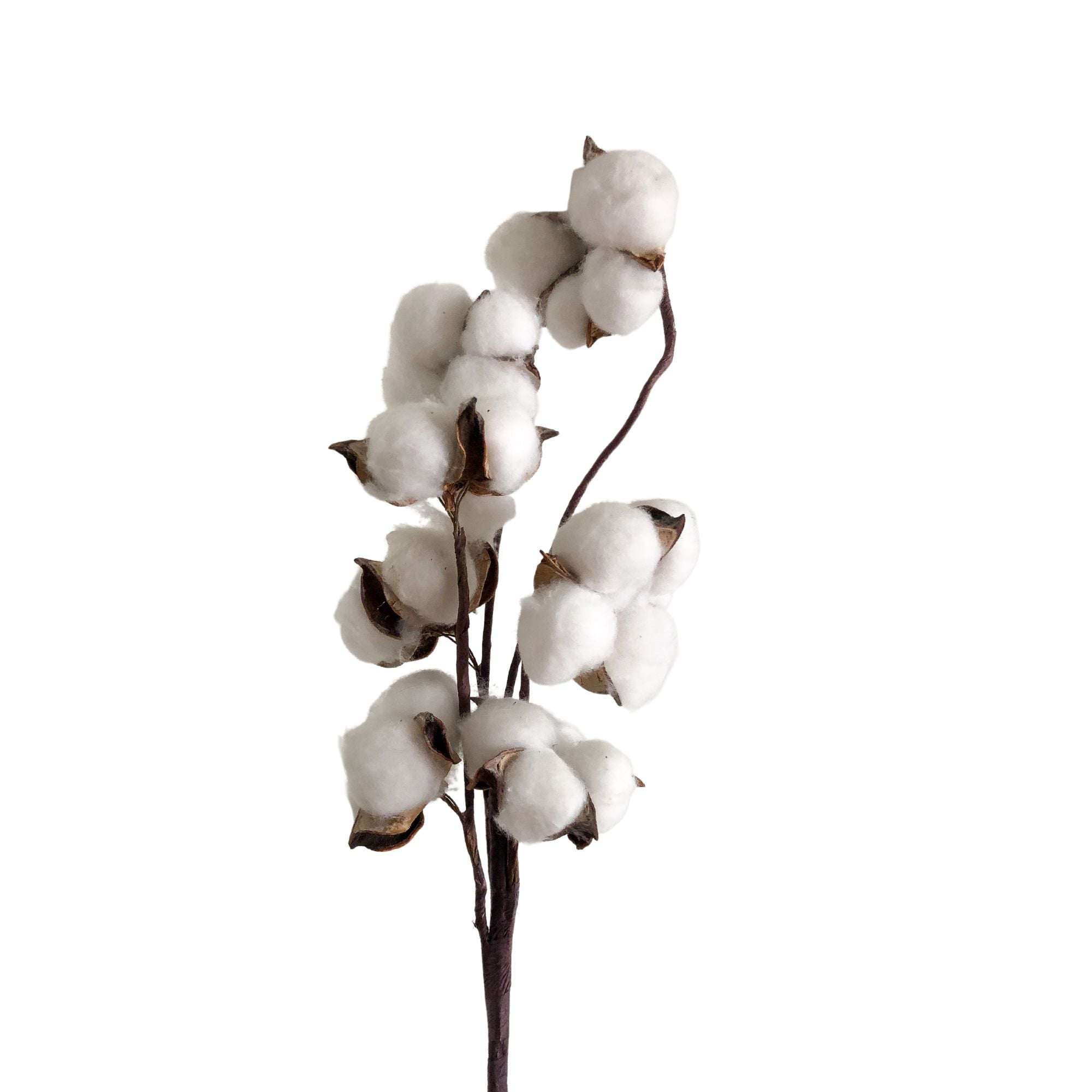 ProFlora Small White Cotton Stem, Realistic Indoor Floral Centerpiece, 1  Piece - Walmart.com