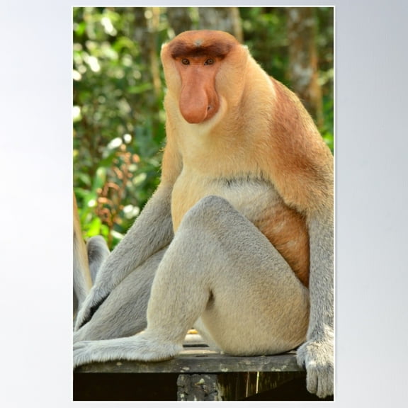 Proboscis Monkey Poster Wall Art, Modern Wall Decor For Living Room Bedroom, 8x12 UNFRAMED
