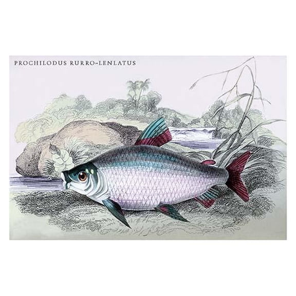 Prochilodus Rurro-Lenlatus-Fine Art Canvas Print (20" x 30")