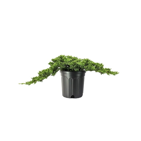 Procumbens Nana Juniper 1 Extra Large 3 Gallon Plant Lush, Low-Growing Evergreen, Ideal for Ground Cover, Bonsai, Topiary, and Landscape Design, Hardy & Drought Resistant
