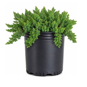 Expert Gardener Procumbens Nana Juniper 2.5 Quart - Blue Green Low Growing Evergreen Groundcover Shrub - Full Sun