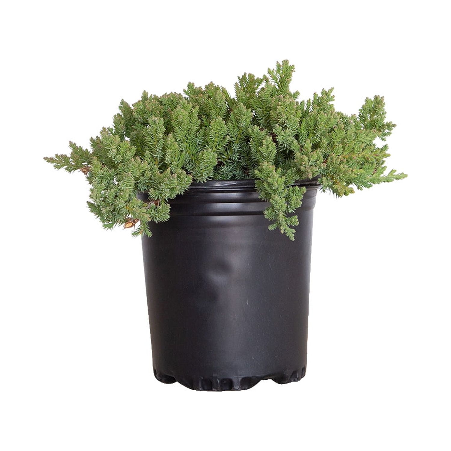 Expert Gardener Procumbens Nana Juniper 2.5 Quart - Blue Green Low Growing Evergreen Groundcover Shrub - Full Sun
