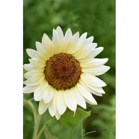Procut White Nite Sunflower Autumn Cut Flowers Premium Seed Packet
