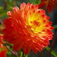 thumbnail image 1 of Procyon Decorative Dahlia Flower Bulbs - 3 Tubers per Pack - Deer Resistant - Good as Cut Flowers - Grows Well In Containers - Easy to Grow Live Plants - Outdoor Garden, 1 of 4