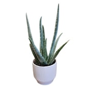 Product Description: 5" Aloe Vera Plant – A Touch of Green for Your Home