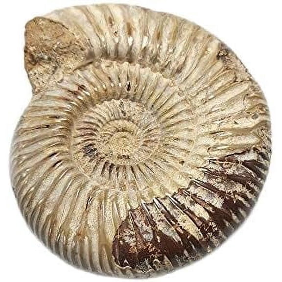 Product TitlePolished Ammonite Fossil Specimen, Natural Raw Shell, 1Piece, Approximately 7cm Width from Madagascar