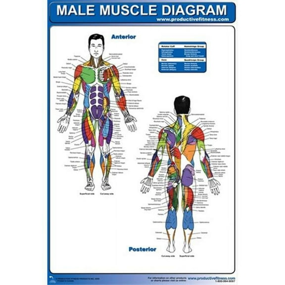 Productive Fitness CMP Male Muscle Diagram - Paper
