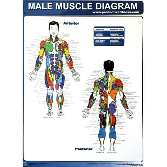 Productive Fitness Exercise Poster Series - Muscle Diagrams (Male & Female)
