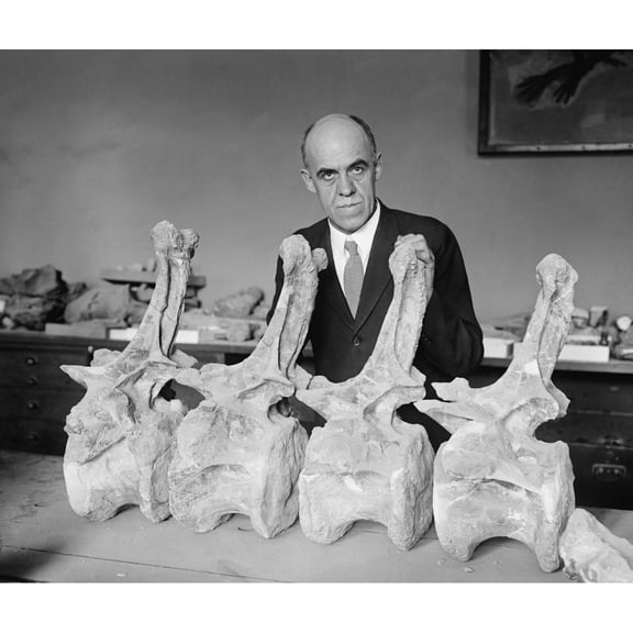Prof. Charles Gilmore Of Smithsonian Institution With Fossil Bones Of A Diplodochus Dinosaur History