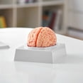 thumbnail image 1 of Professional 9-Part Human Brain Model, 1:1 Life Size Anatomically Accurate Detachable Brain with Detailed Labeling, Ideal for Neuroscience Research, Teaching, Learning and Display, 1 of 9