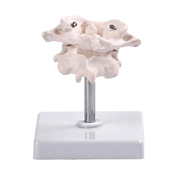 Professional Anatomical Model For Occipital Bone To Study Spine Joint Function with Full Rotation And PVC Construction