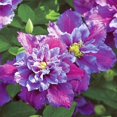 Professional,Clematis,Bulk,Planting,Brilliant,Low Maintenance