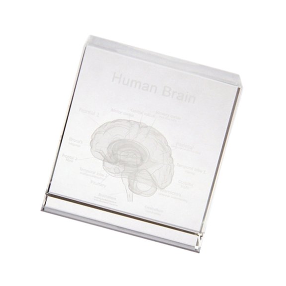 Professional Crystal Head Anatomy Tool for Medicine Education & Training