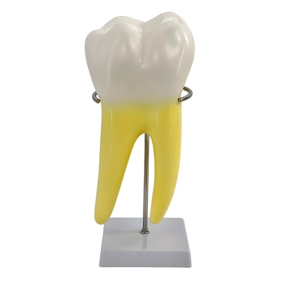 Professional Dental Teaching Tool Realistic Human Molar Demonstration Model Human Molar Teaching Model With Strong Base
