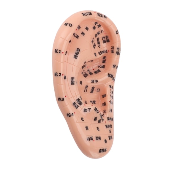 Professional Ear Acupuncture Point Model 17cm Reflexology Massage Acupoint Chart Guide for Teaching Demonstration