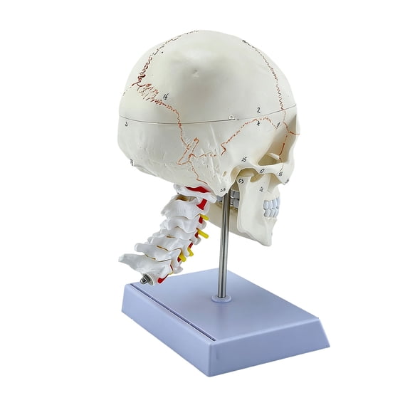 Professional Grade PVC Human Skull And Spine Anatomy Set Perfect For Students And Healthcare Instructors