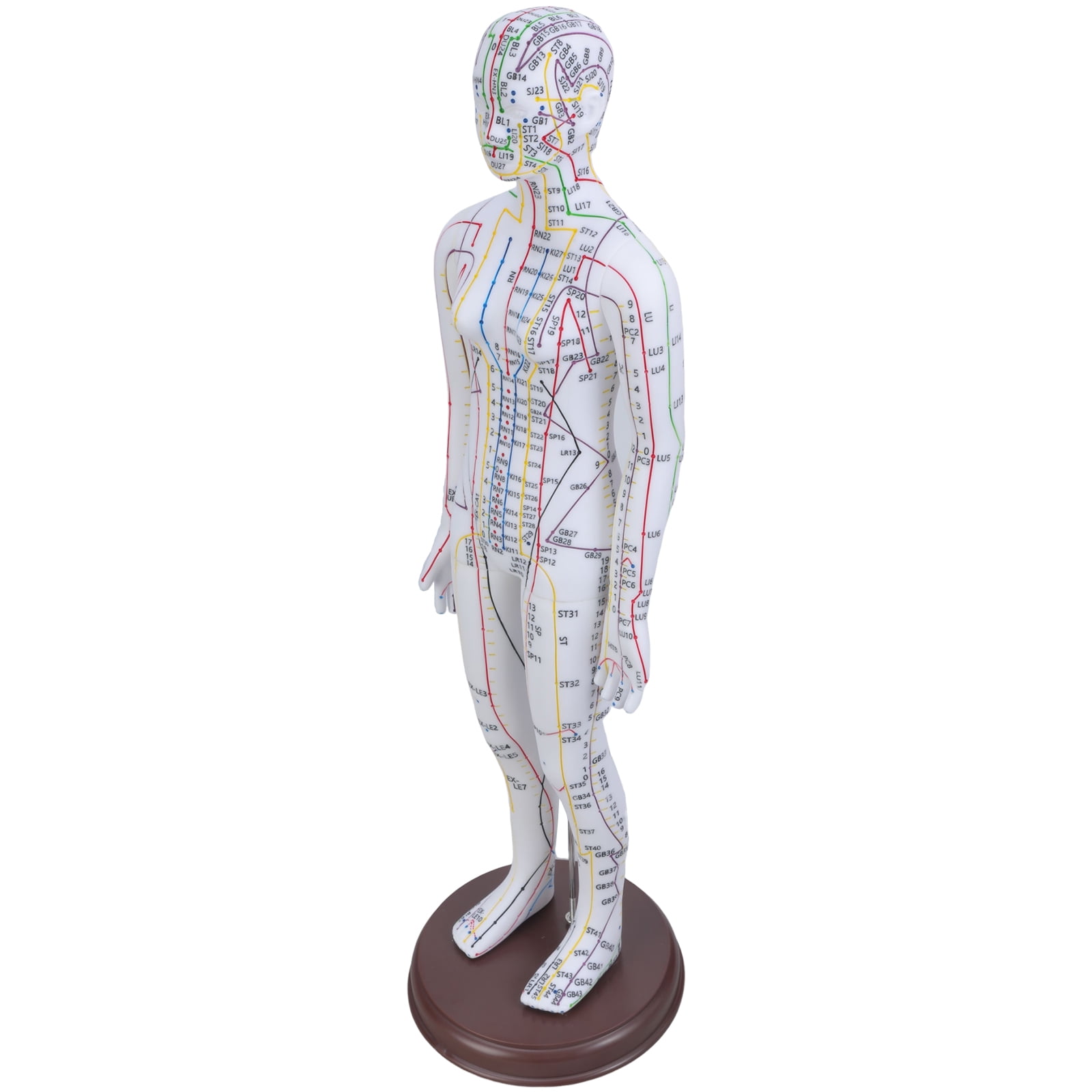 Professional Human Acupoint Model Male Acupoint Model Female Acupoint ...
