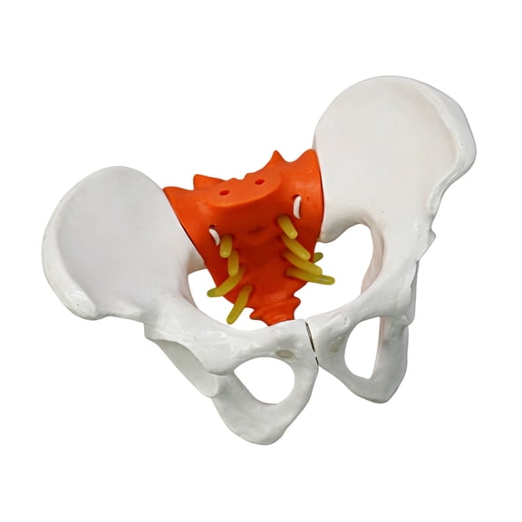 Professional Movable Female Lumbar Pelvic Anatomy Model With Movable Joints For Nursing Student Obstetrics Education