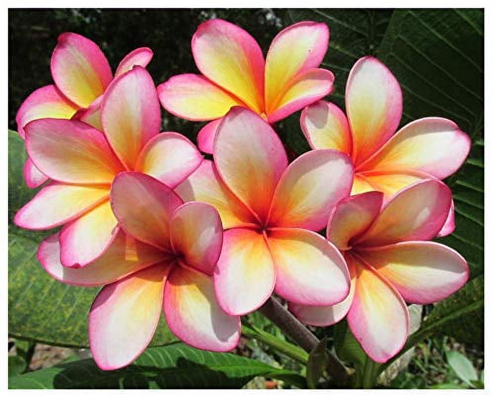 Professional Nursery Grade Plumeria Fertilizer 4 LB 6 Month Slow