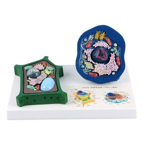Professional Plant Cell Anatomy Model With Detacheable Parts For Classroom Learning And Biology Science Lab Study
