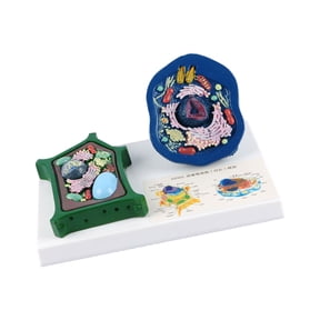 Professional Plant Cell Anatomy Model With Detacheable Parts For Classroom Learning And Biology Science Lab Study