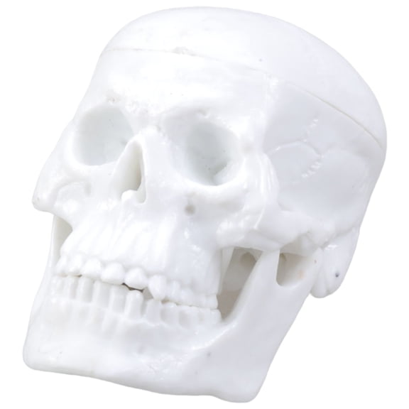 Professional Skull Figure Teaching Model with Spring Chin Design For Educational Institution Studio Study Display Use