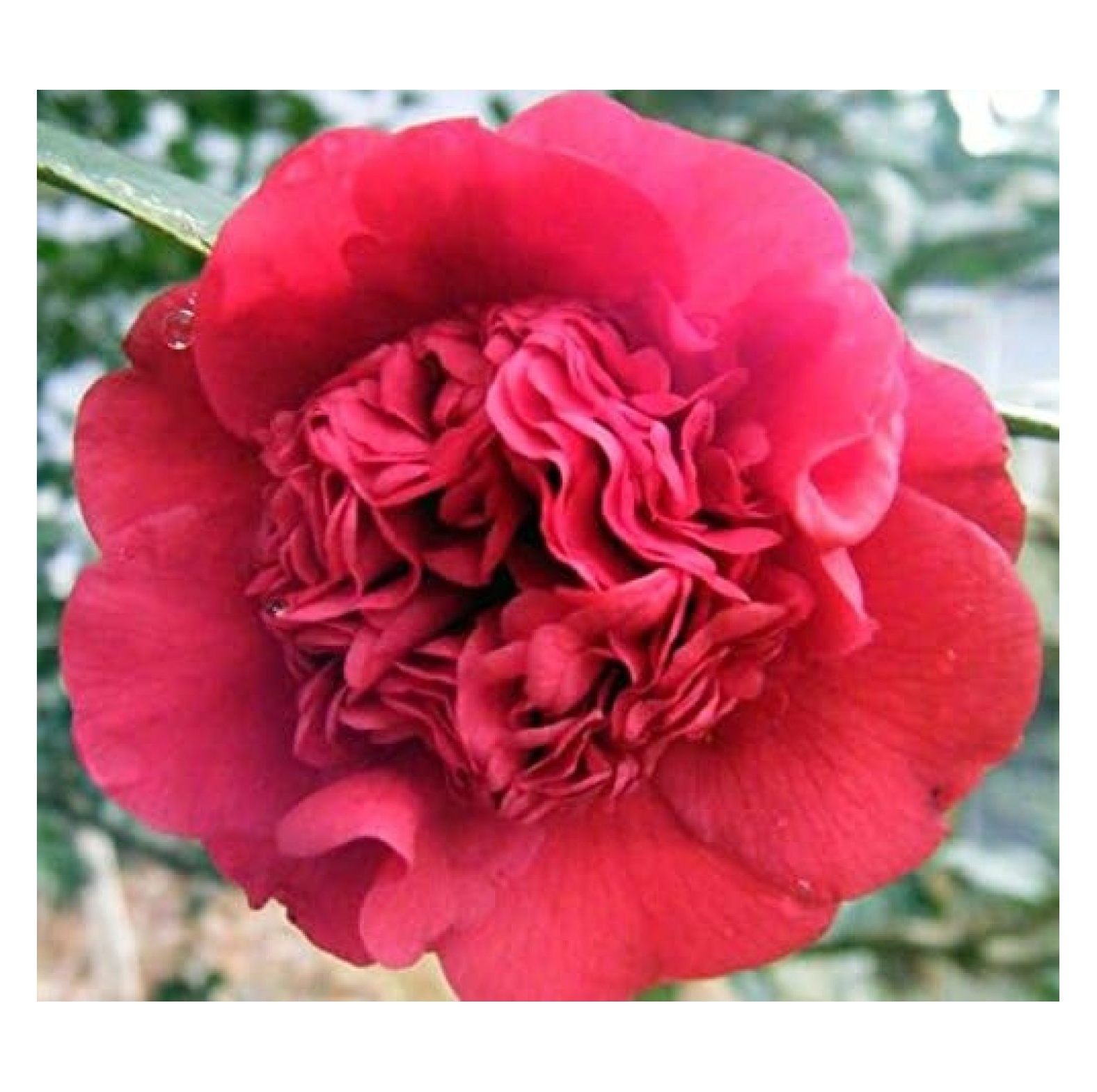 Professor Sargent Red Camellia Japonica - Live Plant - Full Gallon Pot