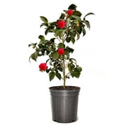 Expert Gardener 18-24 in. tall Professor Sargent Red Camellia Live Shrub in 3-Gallon Grower Pot