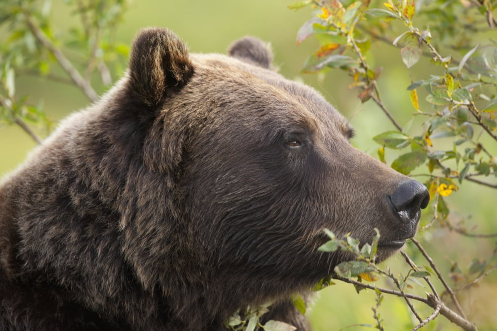 Profile Of An Adult Brown Bear Sow Amongst Green Brush At Alaska Wildlife Conservation Center Southcentral Alaska Summer Captive Canvas Art - Doug Lindstrand Design Pics (38 x 24)