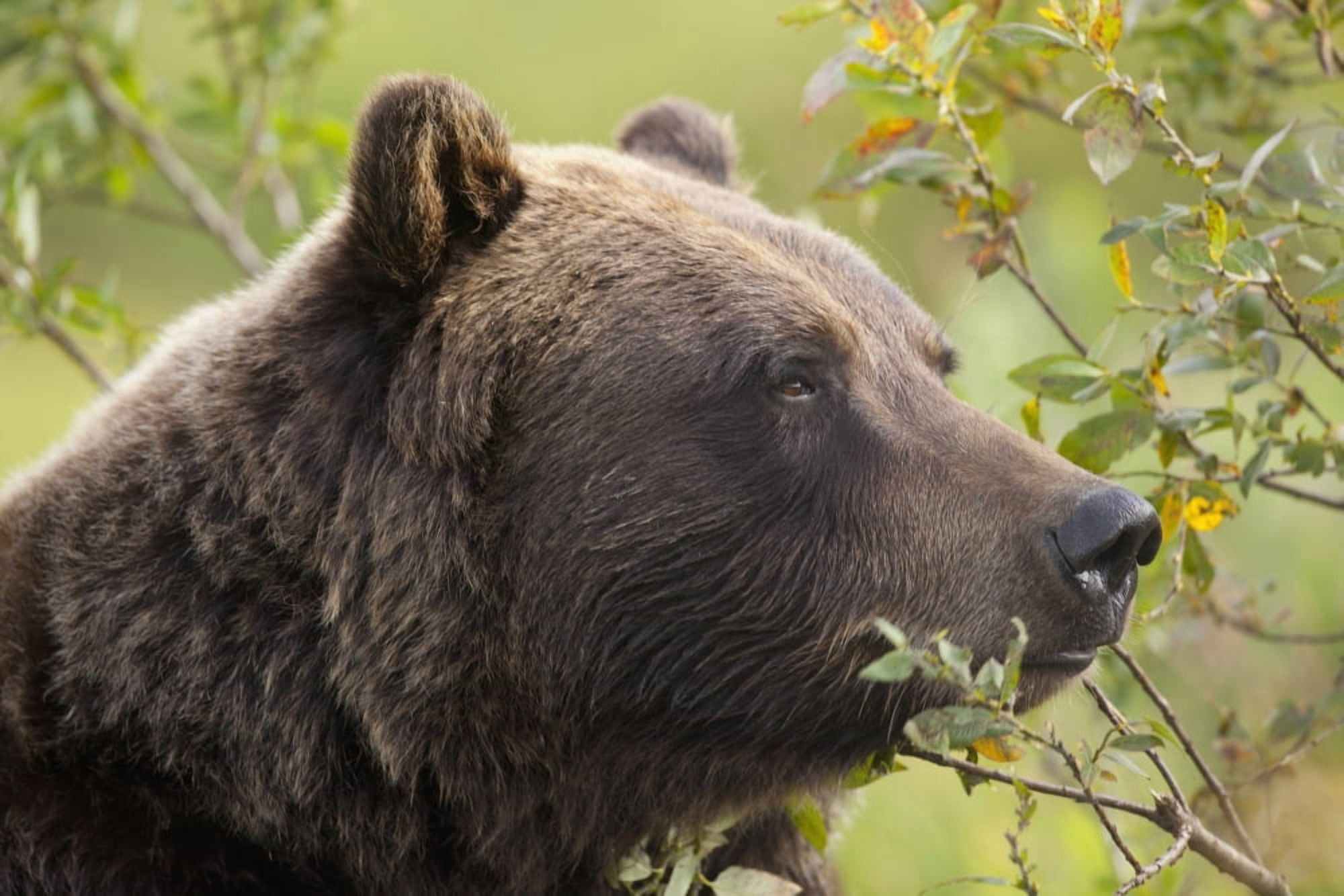 Profile Of An Adult Brown Bear Sow Amongst Green Brush At Alaska Wildlife Conservation Center Southcentral Alaska Summer Captive Canvas Art - Doug Lindstrand Design Pics (19 x 12)